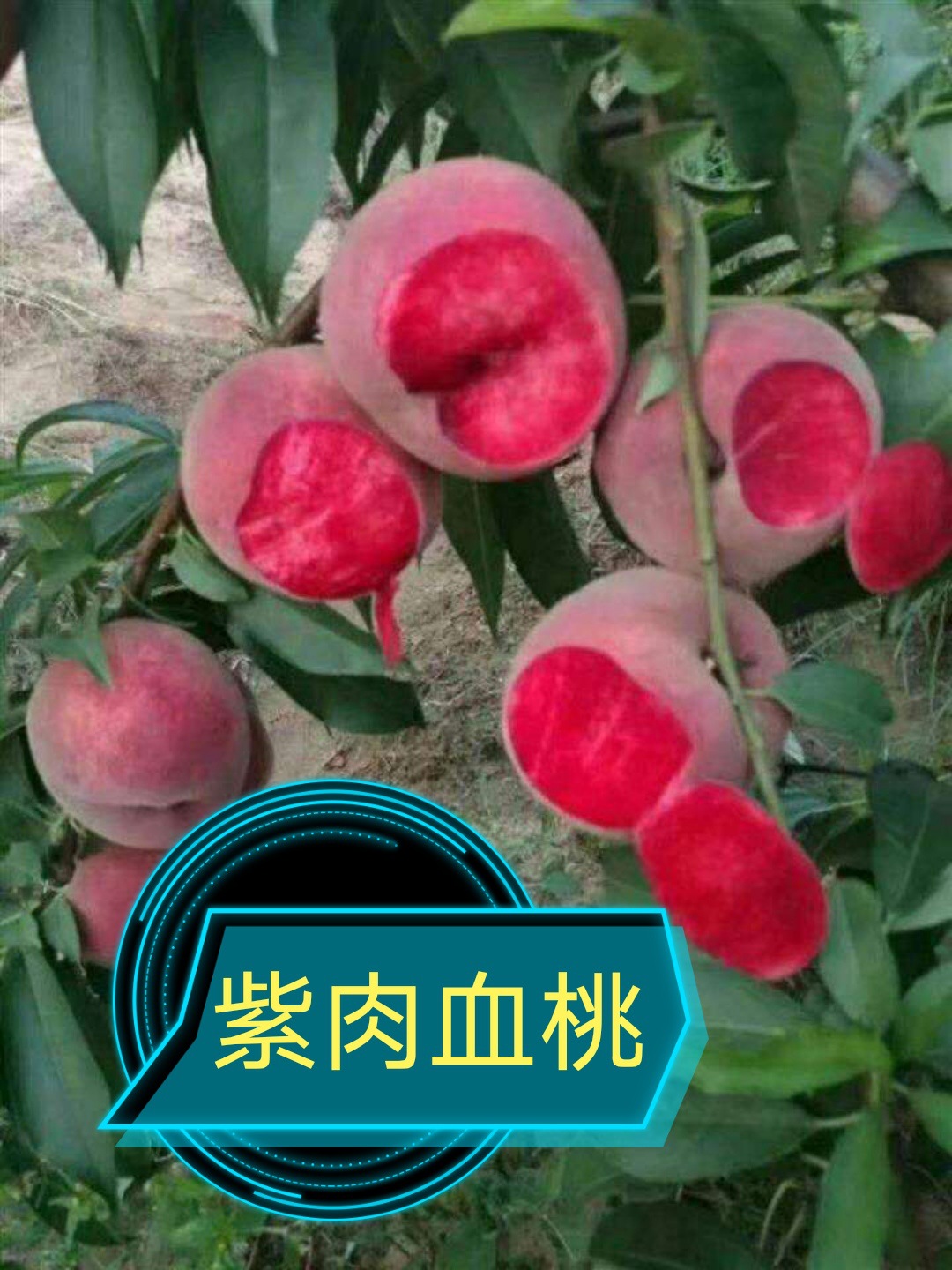 中华桃王嫁接紫肉血桃树苗,保证品质基地直销南北方种植