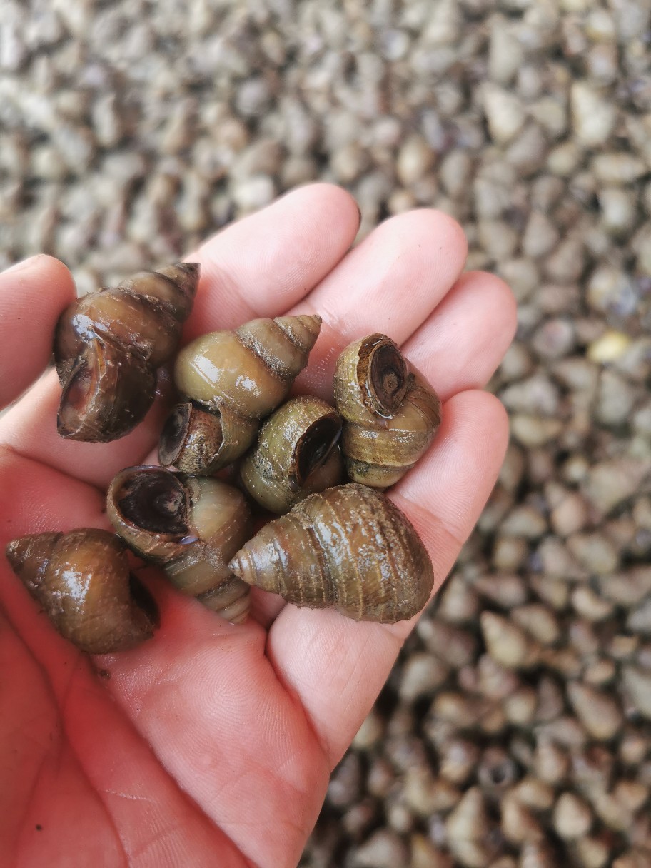 湖北清水湖薄壳鲜活大石螺食用螺蛳批发