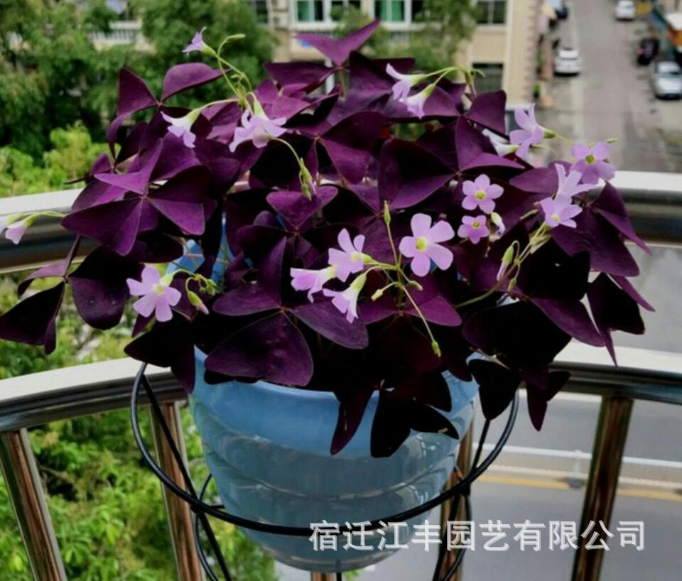 地被草花紫叶酢浆草 紫叶三叶草幸运草紫蝴蝶 紫叶草多年生花期长