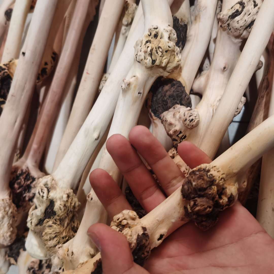 黑果木山茶木背捶旅游景区庙会景点旅游麻梨疙瘩随型背锤批发