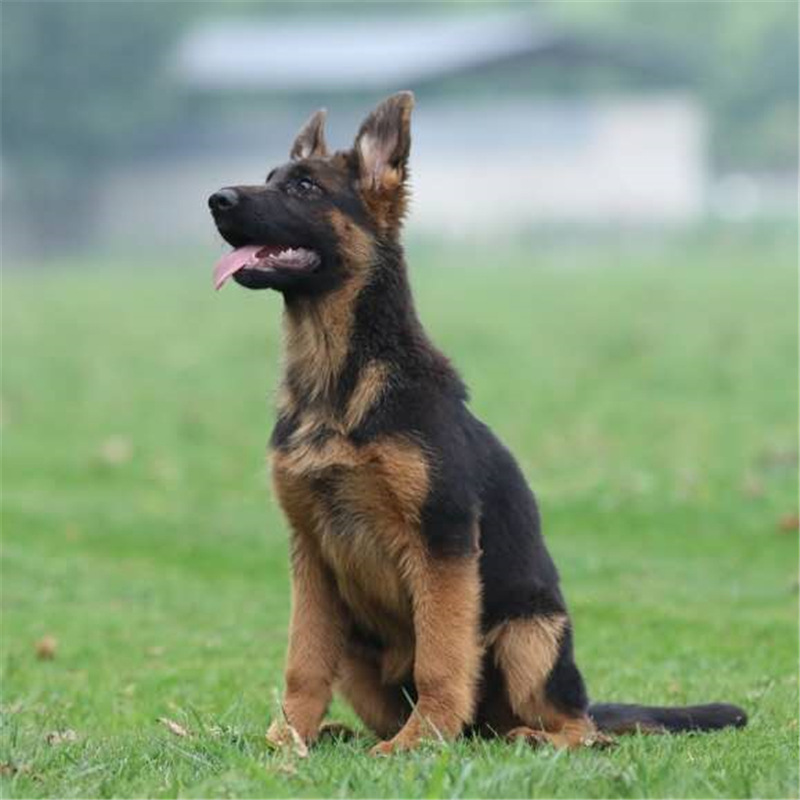 德国牧羊犬幼犬活体马犬幼崽纯种德牧猎犬狼犬大中型犬看家护院犬