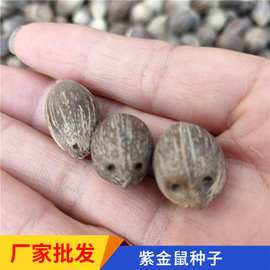 金山葵种子皇后葵紫金鼠招财鼠三眼菩提棕榈科树种可以做装饰品