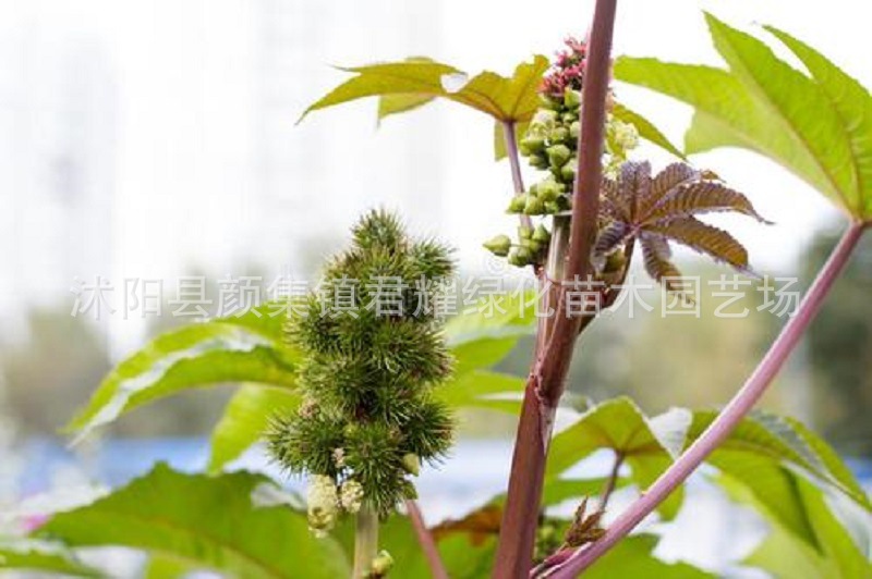 蓖麻籽大麻子低老麻子草麻种销药直材窄油当季新采园林圃优价格
