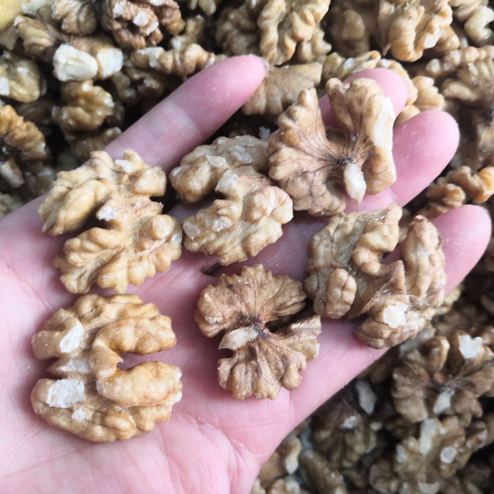 中药材批发核桃仁胡桃仁胡核桃仁实物拍摄