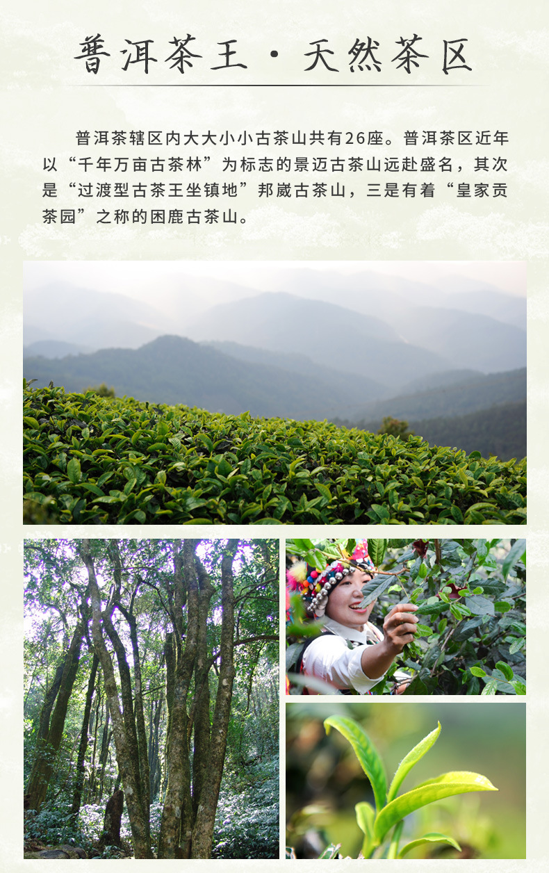 金瓜贡茶 恒瑞翔云南普洱生茶250克茶陀礼盒茶叶生普洱茶厂家批发