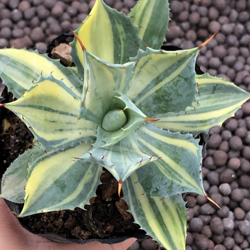 基地批发多肉植物 龙舌兰锦 雷神极上斑锦 雷神稿斑锦 11-14公分