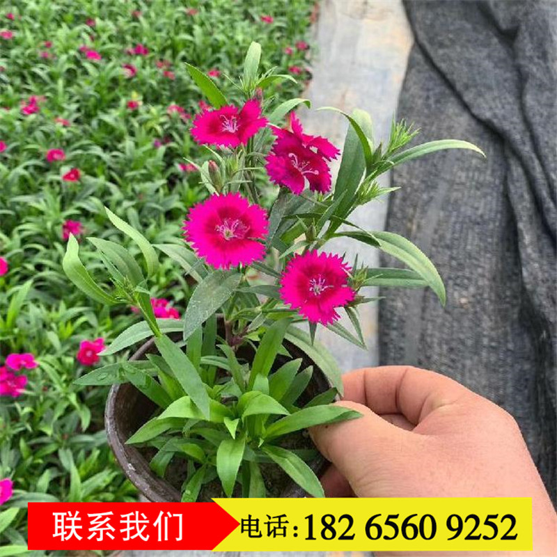 批发美国石竹 五彩石竹小苗小容器苗 杂交石竹花海景观苗-阿里巴巴