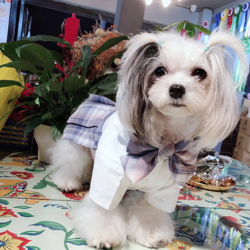 跨境宠物jk制服百褶裙狗狗猫咪衣服雪纳瑞泰迪温柔一刀电竞少女