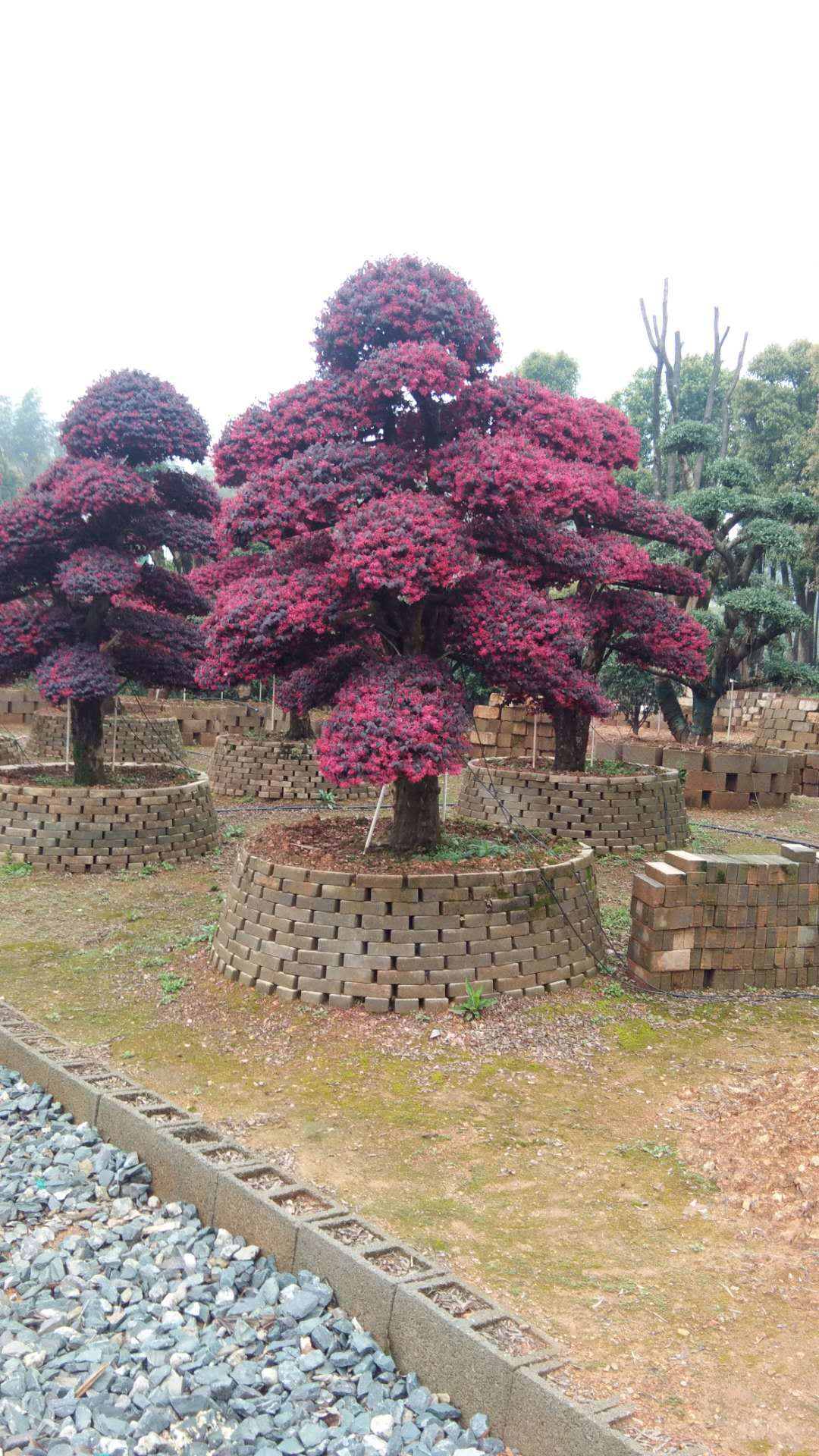 产家供应造型红花继木桩 批发红花继木 庭院花卉绿化红继木桩