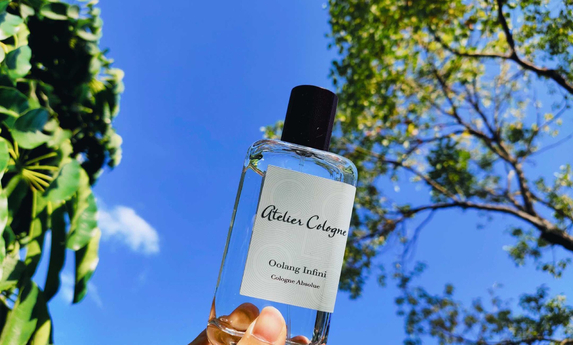 [香料]玫瑰木油 花梨木精油 rosewood oil 10ml|8015-77-8