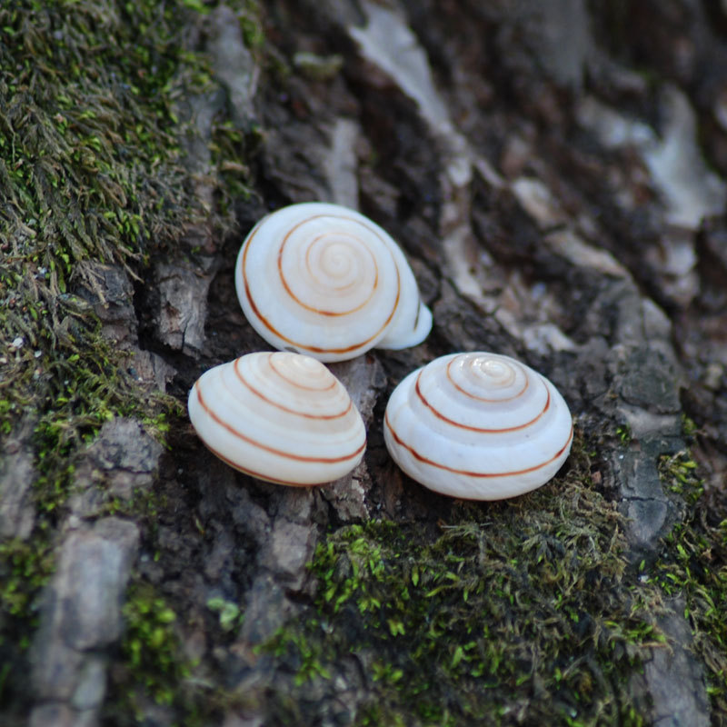 天然海螺贝壳白面包白蜗牛螺装饰幼儿园布置造型墙 diy画制作收藏