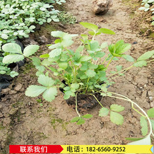 批发蛇莓种子 野草莓盆栽植园区绿化工程绿化