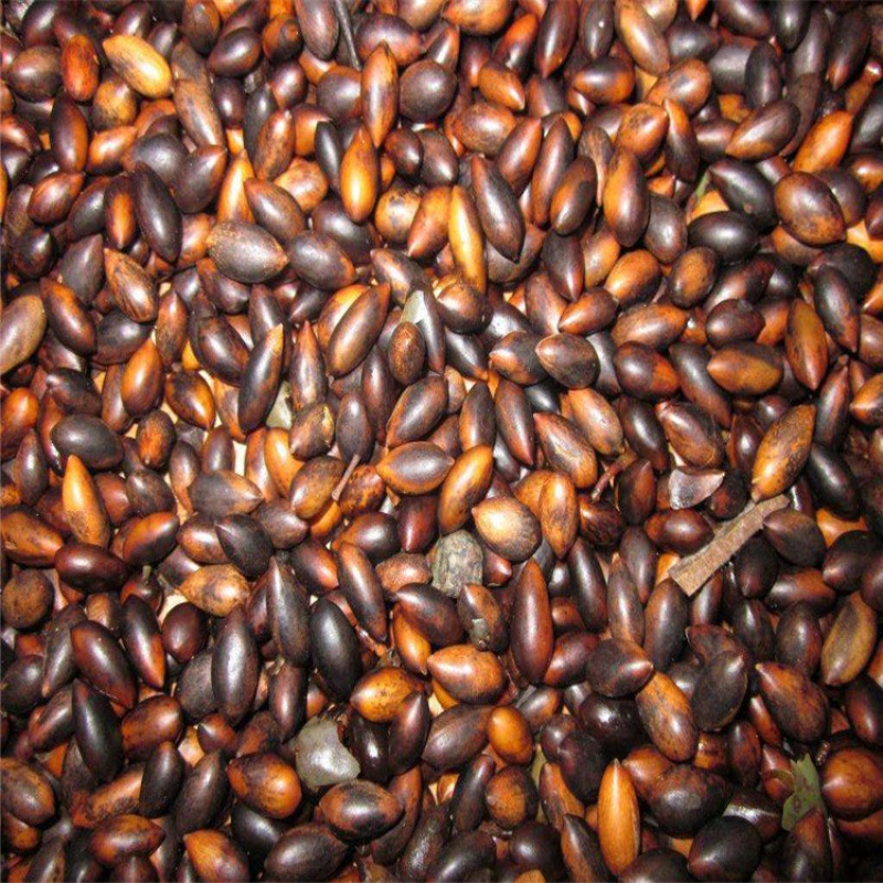 金丝楠木树种子四川小叶楠种子细叶金丝楠籽桢楠雅楠南木种子