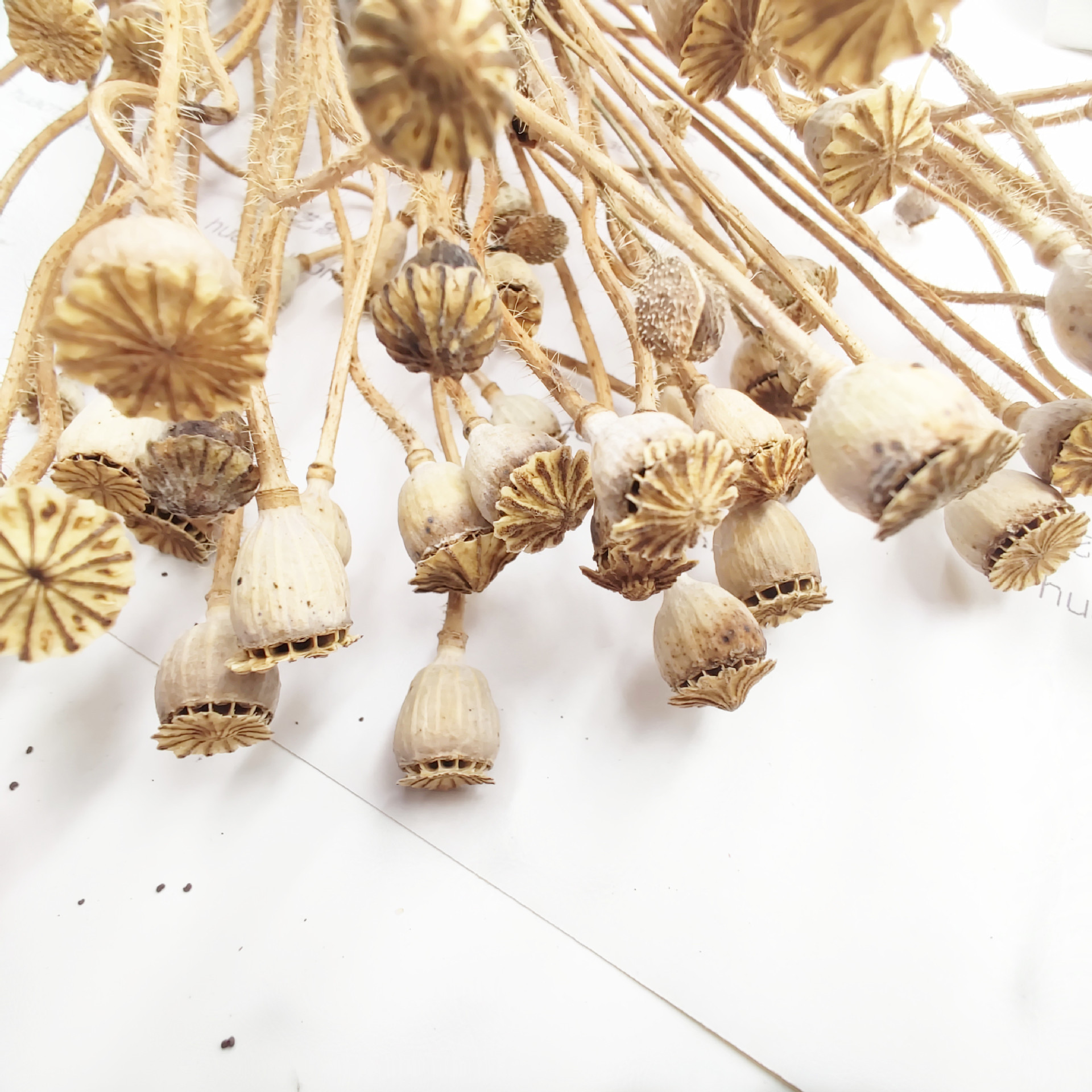 车轮果虞美人干花配材diy永生花干果雪莉果拍摄道具礼盒插花花材