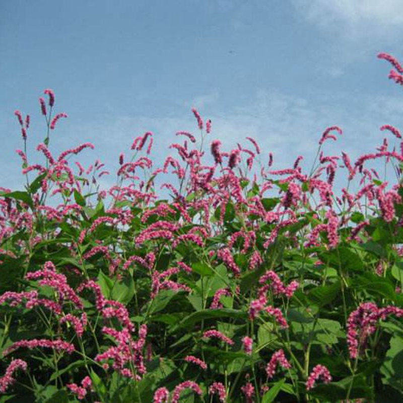 批发供应种子 水红花种子 当年新采 质量保证