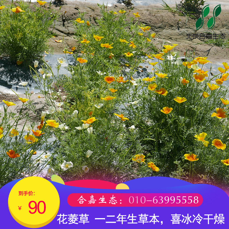 花菱草种子野花种子花卉种子包邮园林绿化种子批发