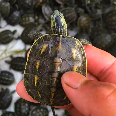 中华花龟活物花龟苗花龟超大台湾花龟珍珠龟苗珍珠龟大龟食用种龟