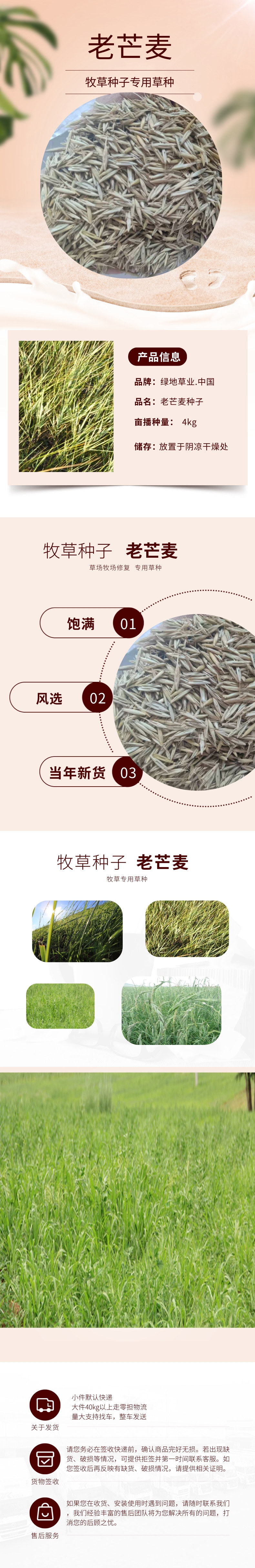 批发牧草种子 老芒麦种子 披碱草籽 老芒麦草籽 牧草种子量大优惠-阿