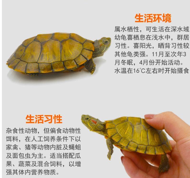 元人工养殖龟苗小乌龟活体水龟活体小彩龟宠物龟外塘摆地摊公园