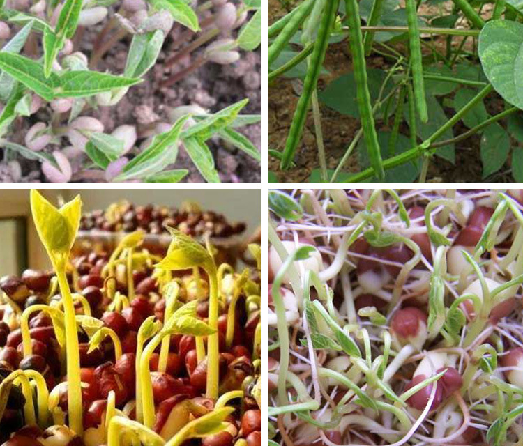 先风红小豆种子 农田庭院当季结荚饱满红豆籽早熟耐旱