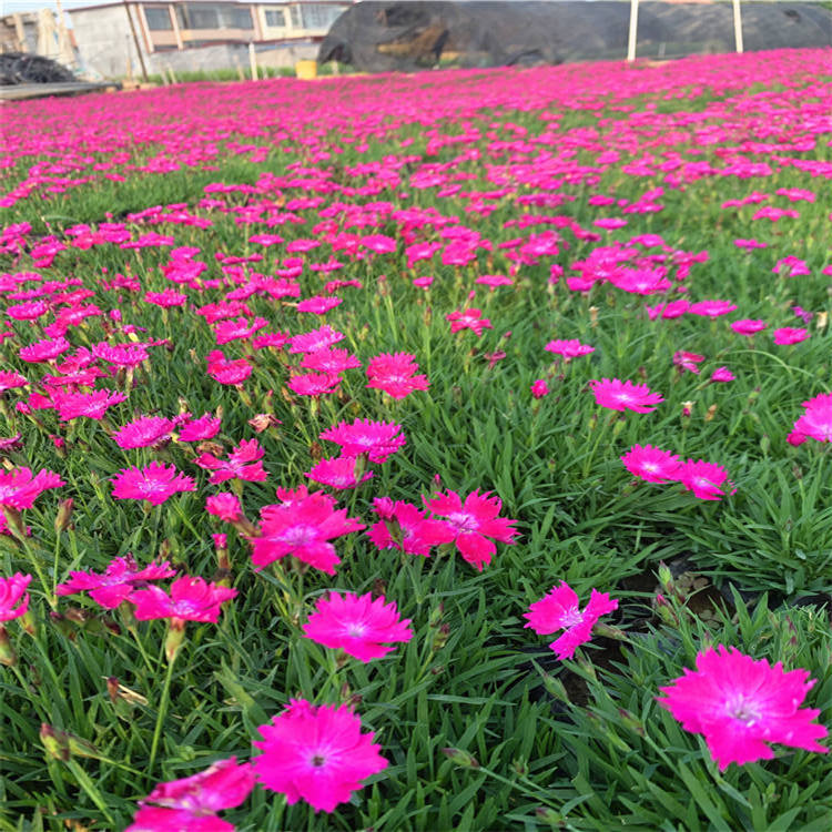 露天栽植的花卉欧石竹 耐寒性强 冬季有花 地被植物 草坪欧石竹