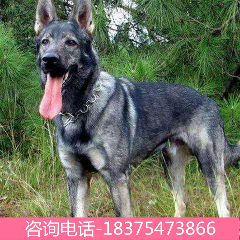 先联系客服,标价不是全价用途畜牧犬性别母体型大型品种狼青是否进口
