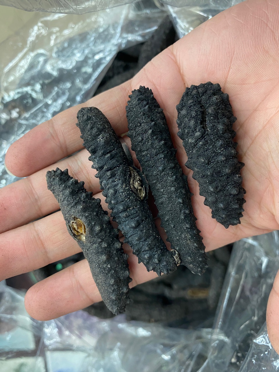 批发淡干土耳其海参 小米参刺参 涨发率高 发头好水发市场 酒店