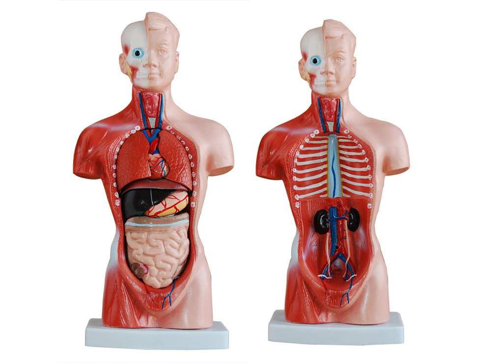 人体半身模型15件26cm