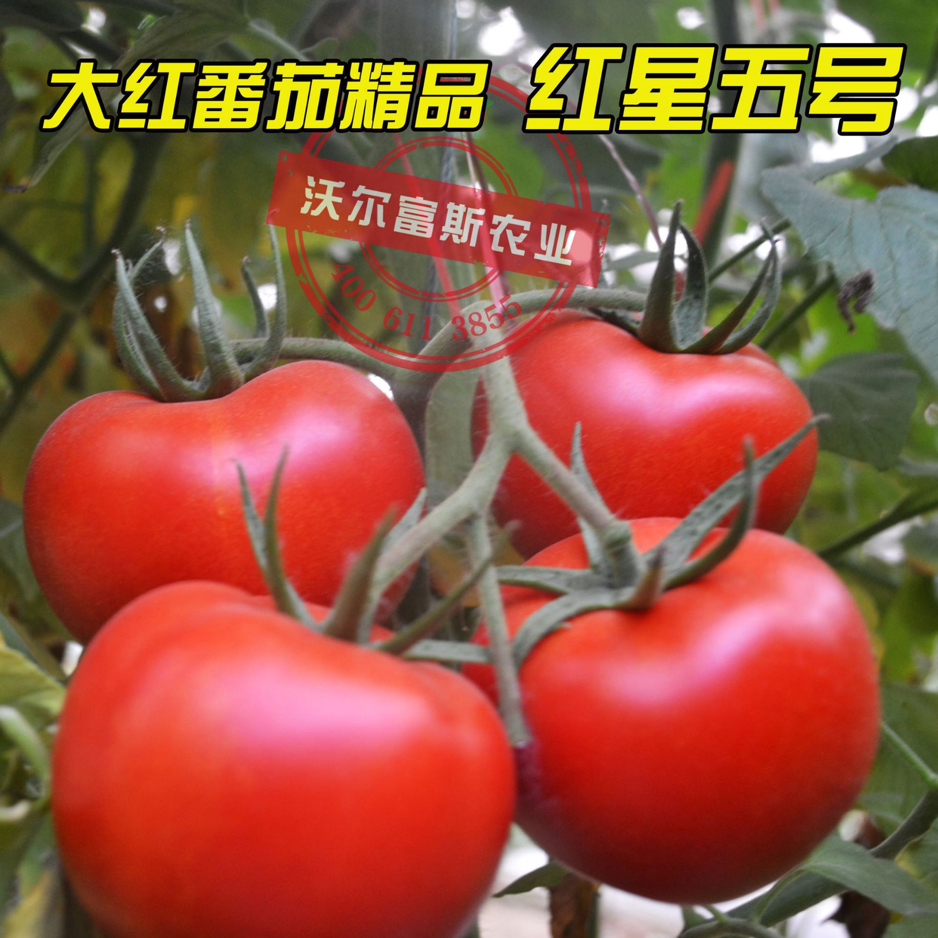 精品优秀红果大番茄种子【红星五号】抗ty200粒 番茄种子蔬菜种子