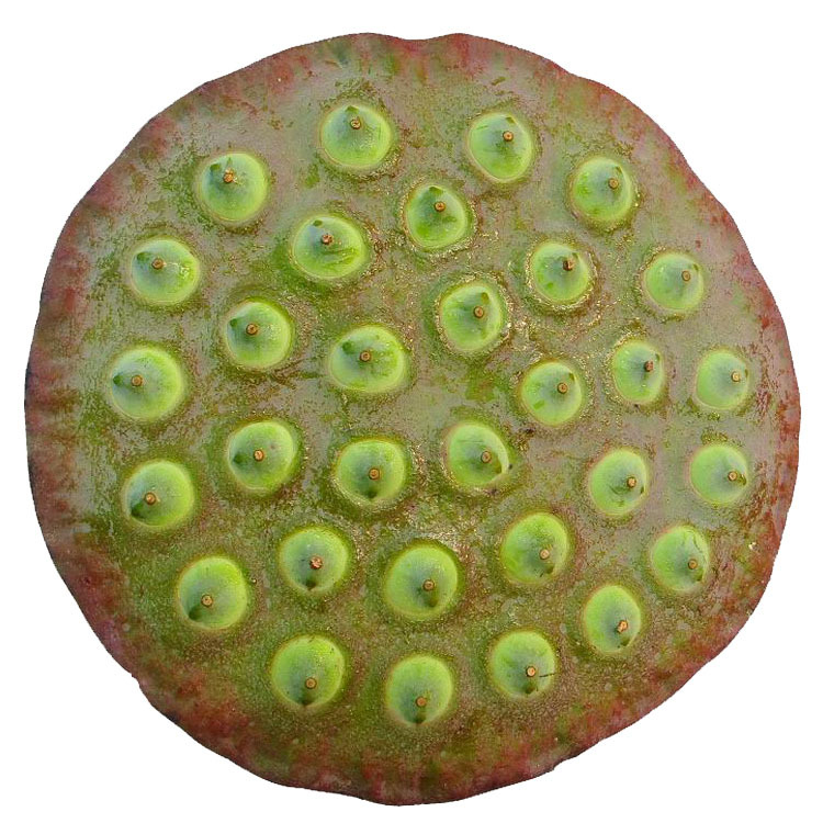 【莼菜苗】-莼菜苗厂家,品牌,图片,热帖-阿里巴巴