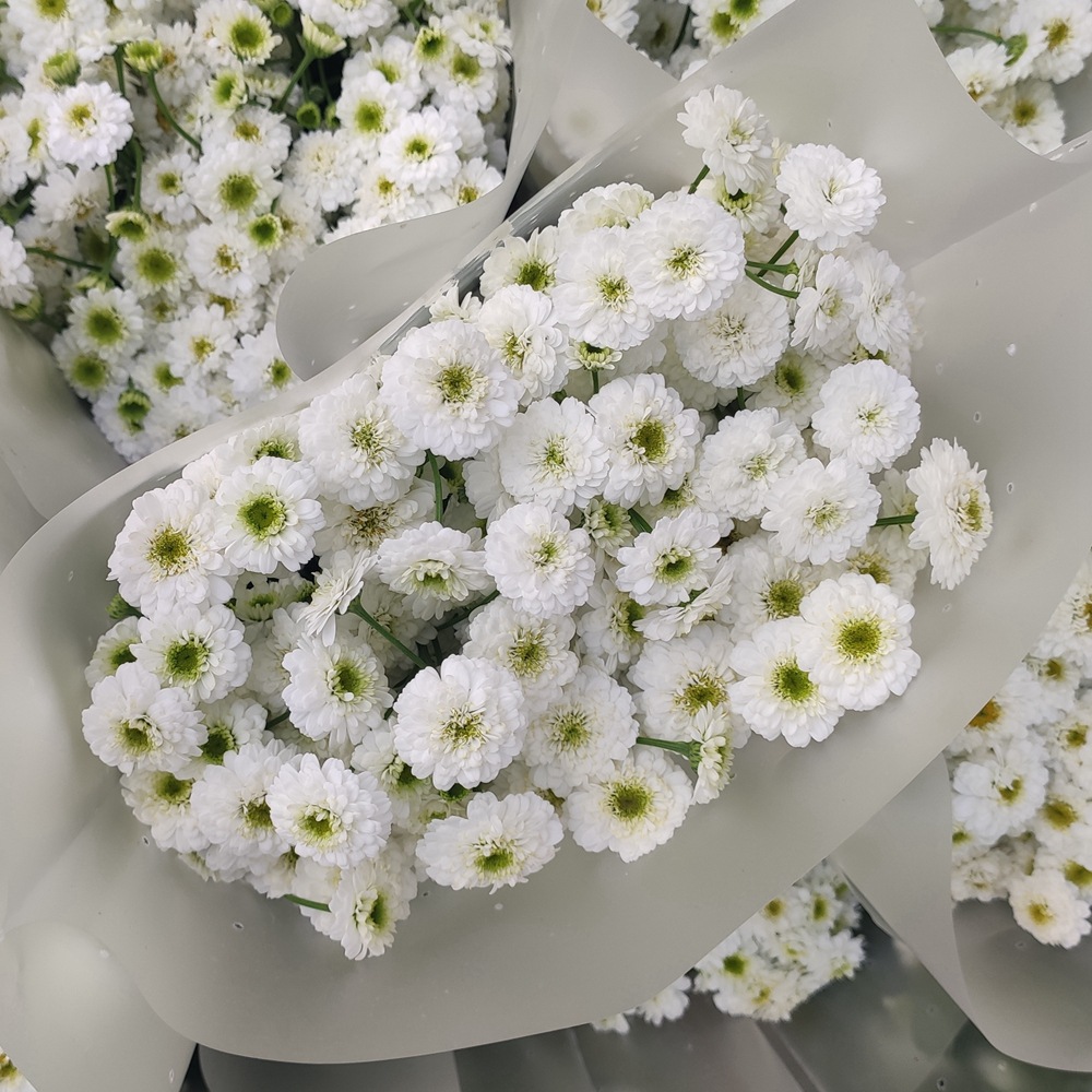 【洋甘菊】 花期长 云南昆明鲜切花批发洋重瓣洋甘菊夜市卖鲜花