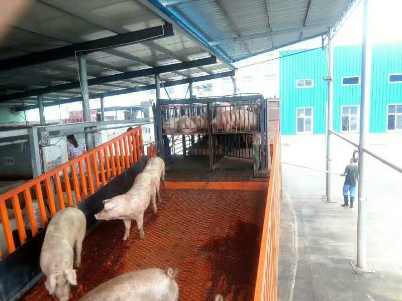 移动式卸猪台装猪通道升降台畜牧业牲口装卸平台电动液压赶猪台