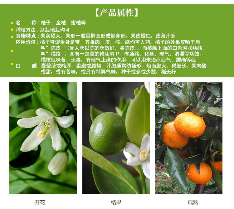 沙糖桔树苗正宗肇庆四会砂糖桔树苗橘子无籽无核嫁接柑桔苗包邮