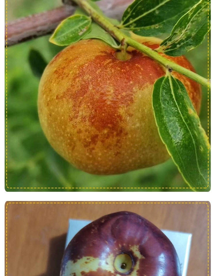 批发枣树嫁接苗果树苗国光大枣苗南北方种植地栽当年结果盆栽枣苗