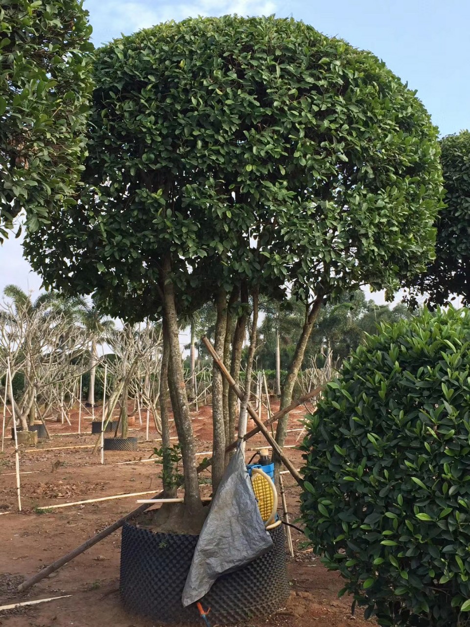 206基地 供应 造型 和顺树 3-4米高 多杆 高桩球形 精品庭院树