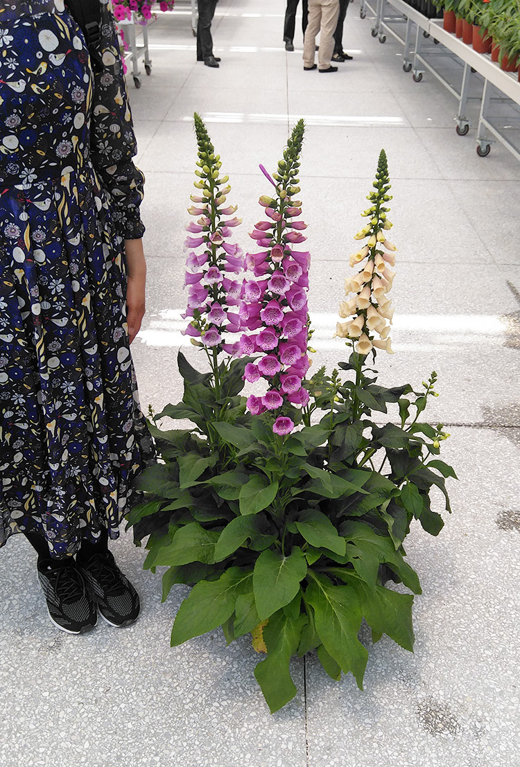 毛地黄种子 四季秋播 室内阳台盆栽易种 室外花草花种子 花籽