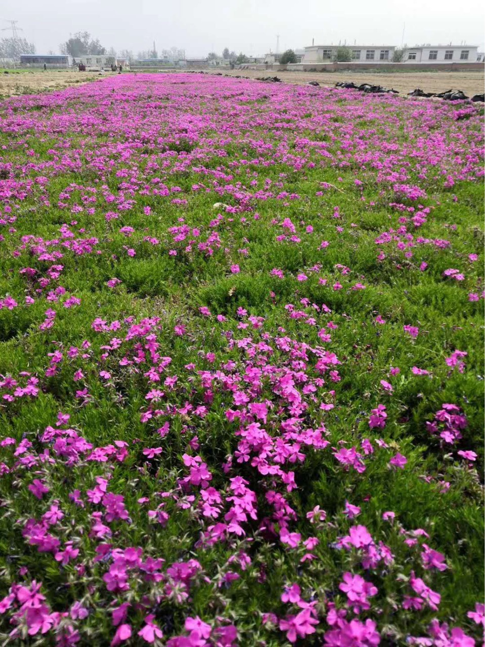 中性品种来源国内栽培种品种纯度99(%)地径/蓬径10(cm)株高10(cm)果