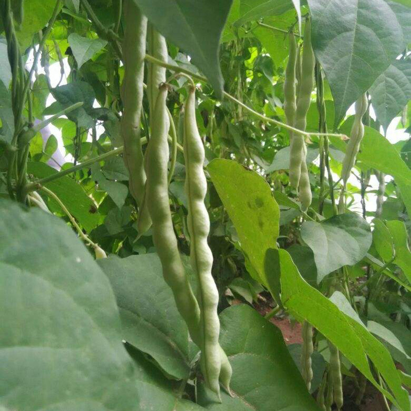 九粒白四季豆种籽农田菜园高产早熟肉厚老来少芸豆白豆角蔬菜种子