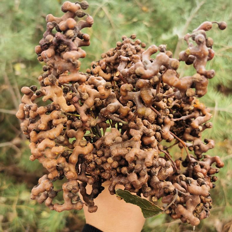 陕西秦岭野拐枣野生万寿果 一箱5斤装 生食泡酒煲汤均可