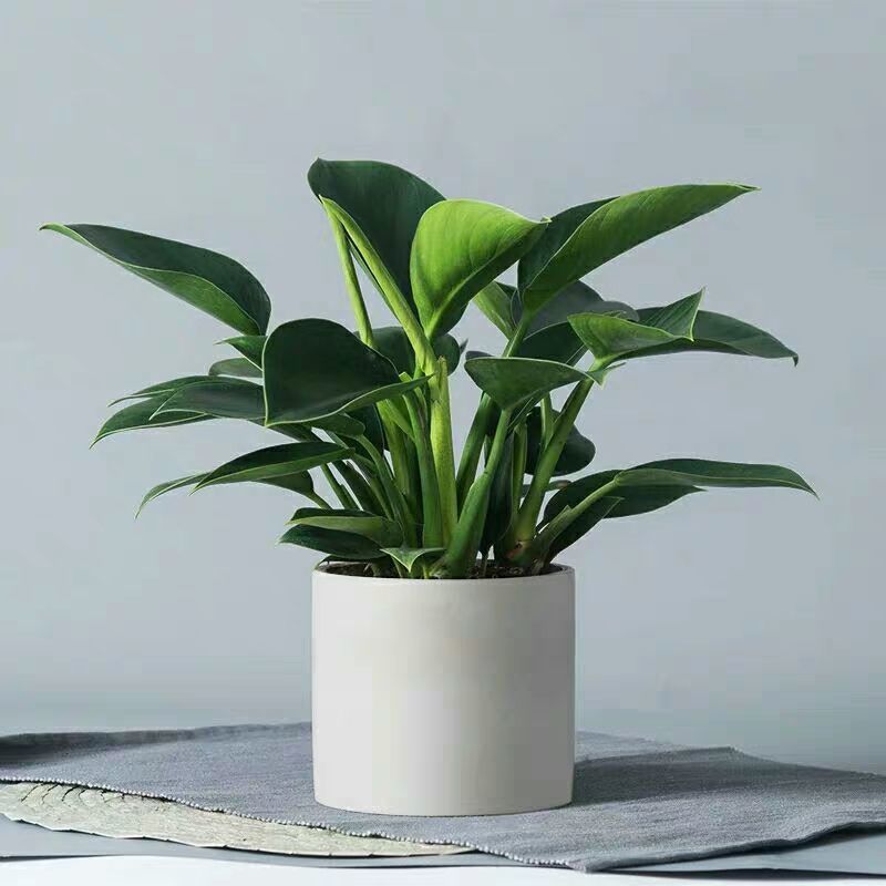 绿公主大叶金钻四季常青植物室内桌面绿植盆栽花卉