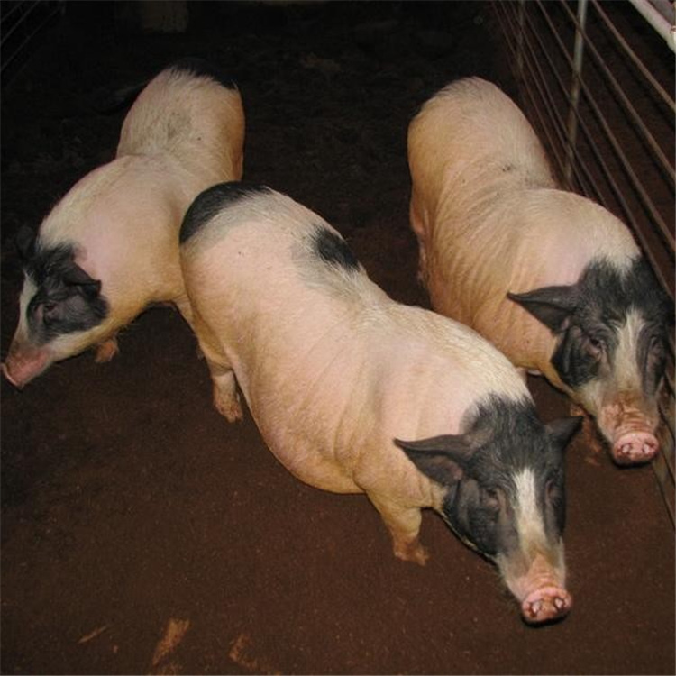 藏香猪苗哪里有养殖场长期供应 小香猪 价 小猪苗批发价格