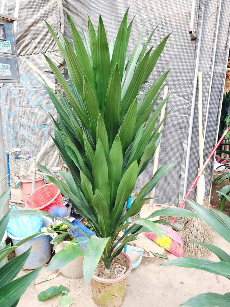 批发 绿植盆栽花卉 居家绿植 阳台盆花 直板也门铁1.3-1.4米左右