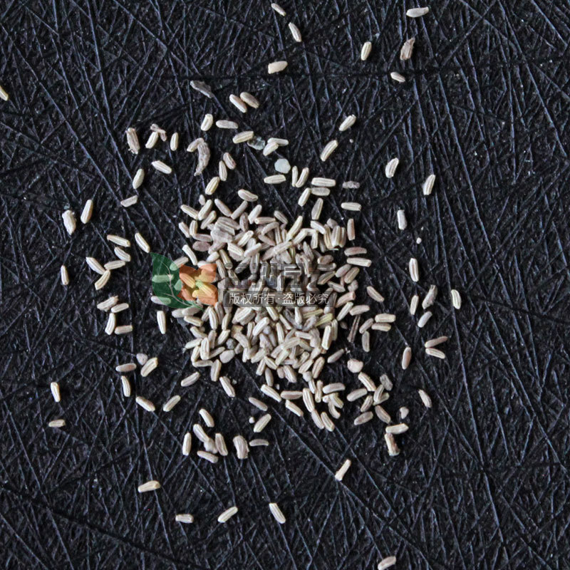 家庭园艺阳台盆栽西洋甘菊种子种苗绿化易种易活芳香花卉种子批发