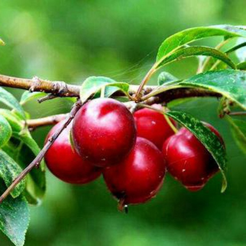 种球钙果种子 新采欧李种子山梅子小李仁绿化行道林木苗木