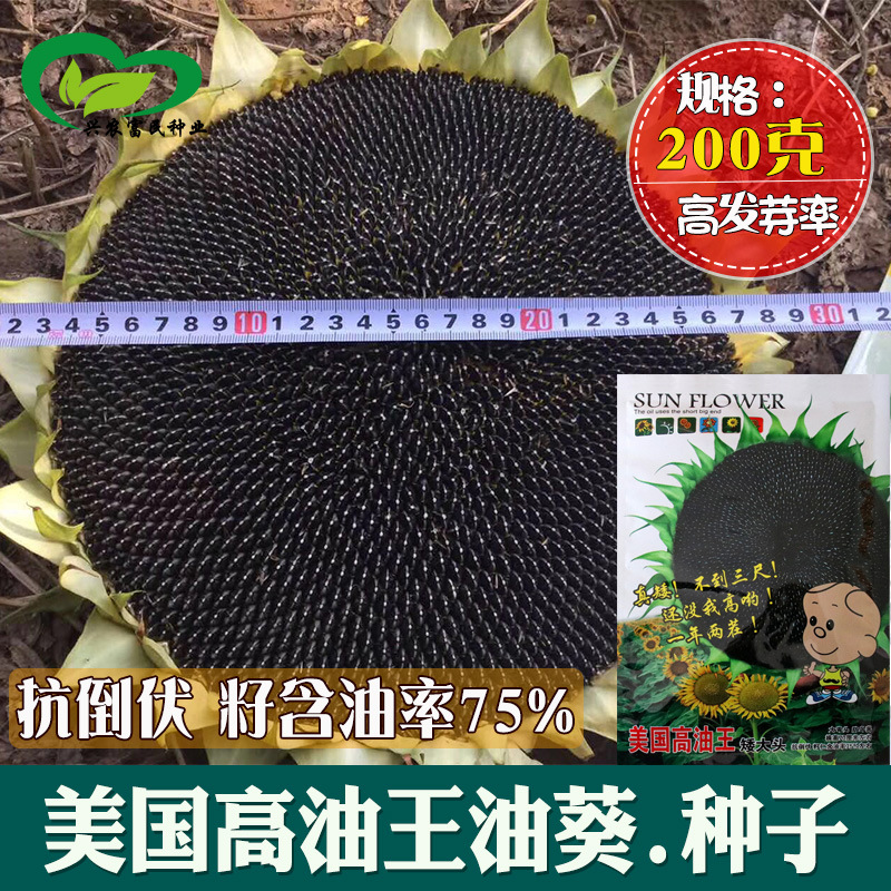 美国高油王矮大头油葵种子 榨油向日葵种子葵花籽 出油多