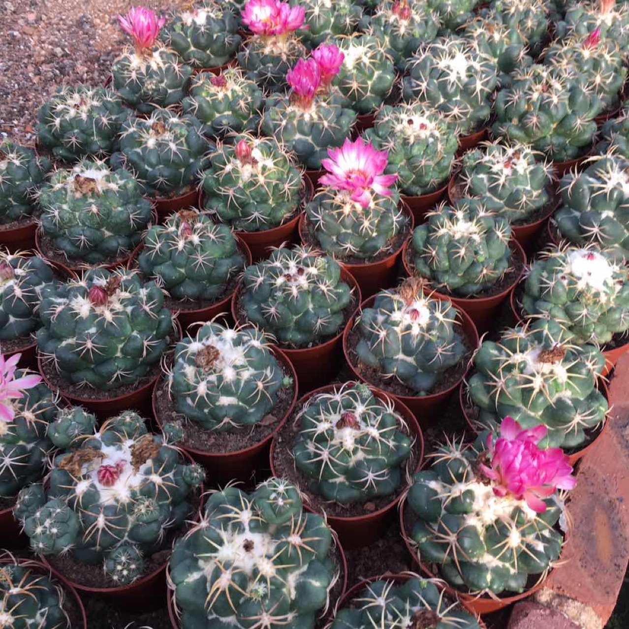 嫁接落地仙人球巨象盆栽仙人球多肉植物基地直发