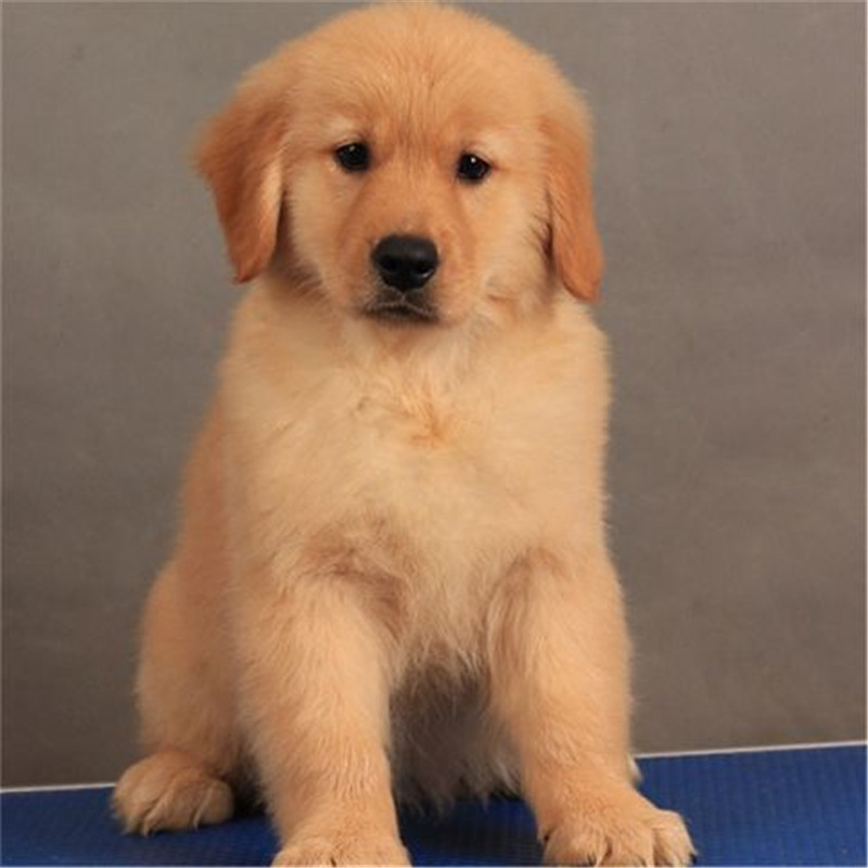 金毛犬出售纯种金毛犬活体幼犬2-3个月枫叶红色沙滩金色健康包邮