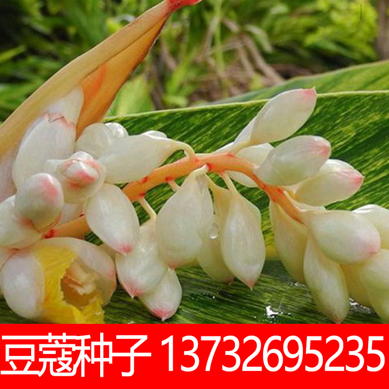 精选豆蔻种子 肉蔻种子白蔻圆豆蔻种子 白豆蔻扣米白叩白扣仁种子