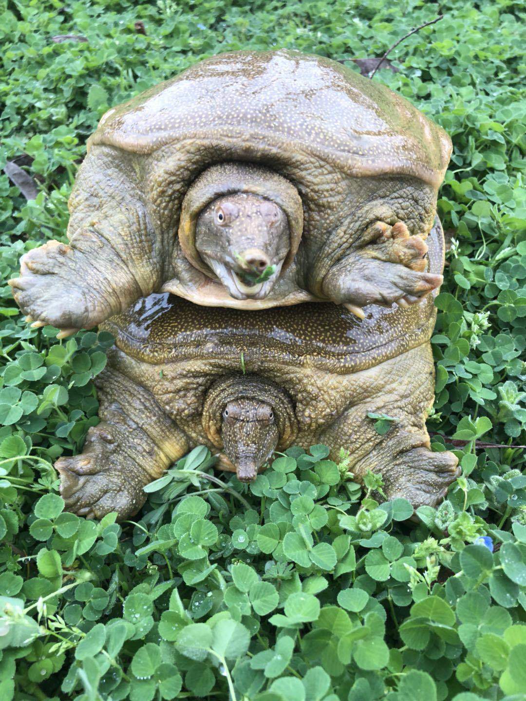 2斤滋补甲鱼海鲜生鲜活水产王八散养中华鳖包邮新鲜甲鱼