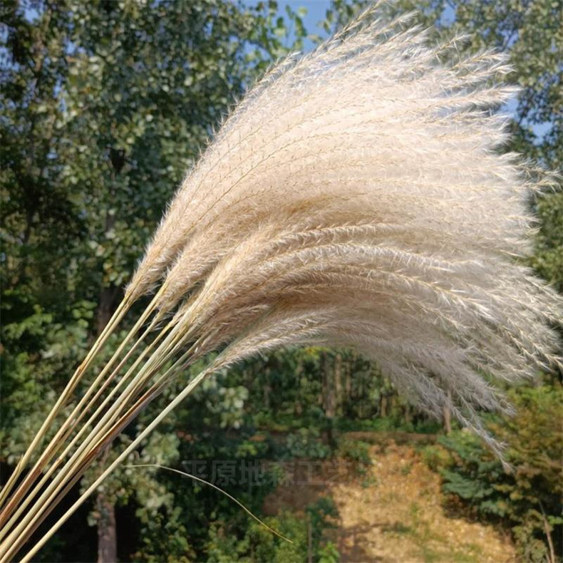 干花小芦苇 ins网红干花花束 永生花 家居摆设 摆设道具 橱窗装饰